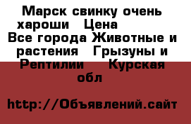 Марск свинку очень хароши › Цена ­ 2 000 - Все города Животные и растения » Грызуны и Рептилии   . Курская обл.